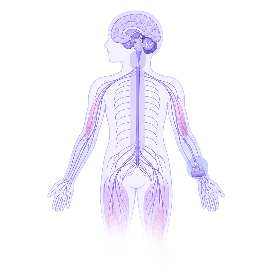 Illustration af nervesystemet – hjerne, rygmarv og perifere nerver